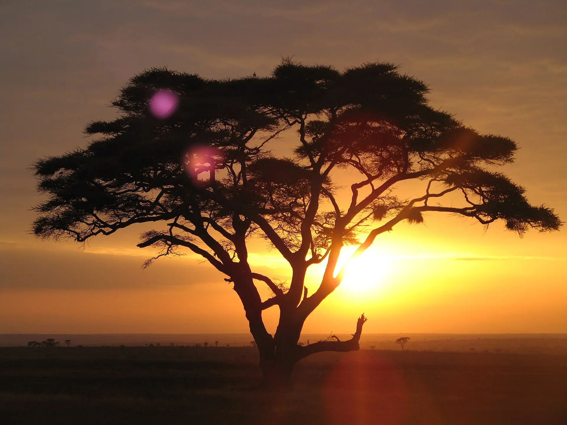 Acacia tree silhouetted against a Serengeti sunrise