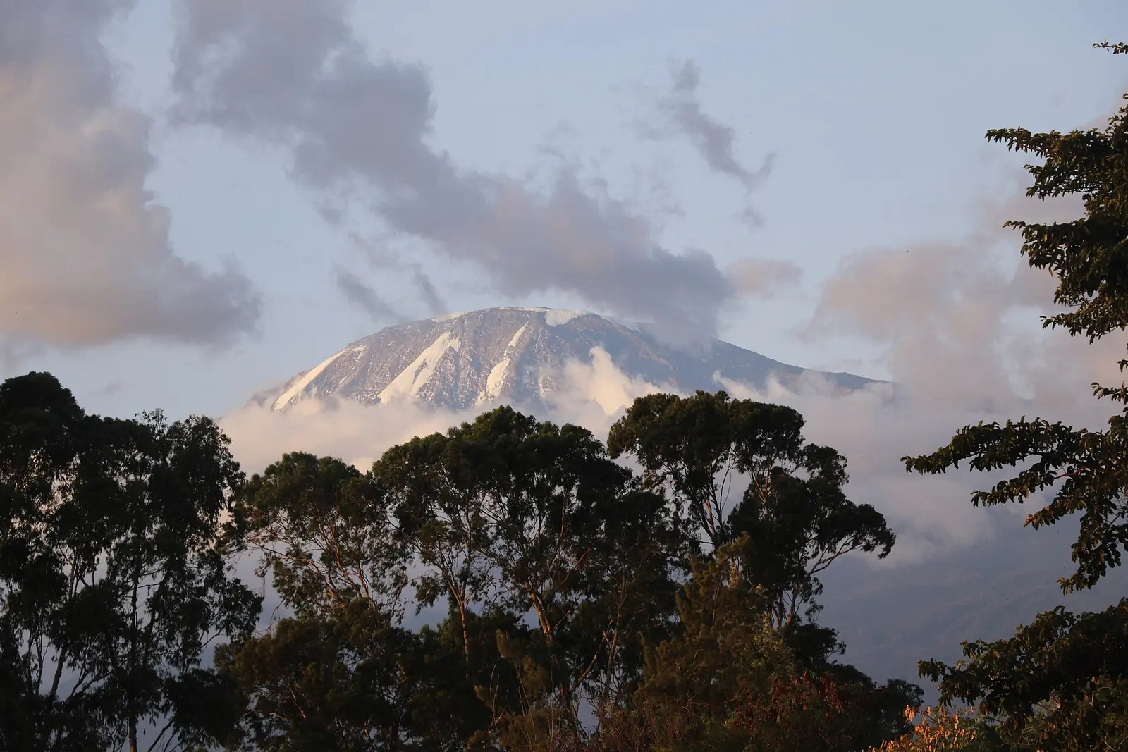 Mount Kilimanjaro's snowy top above the trees