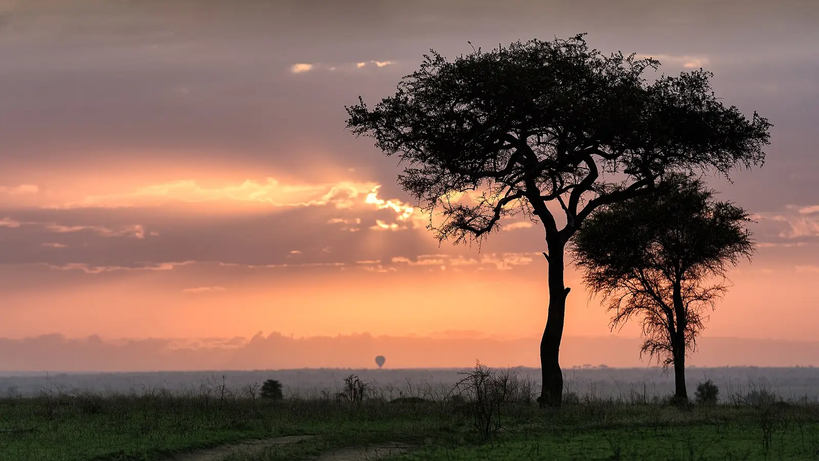 Acacia silhouettes under a pink Serengeti sky
