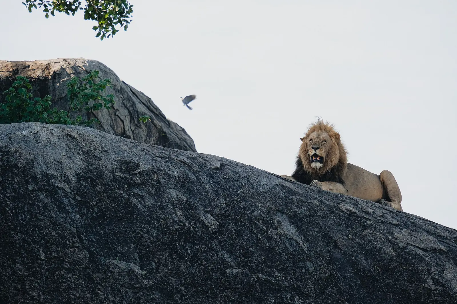 A male lion resting on a rock in the Serengeti