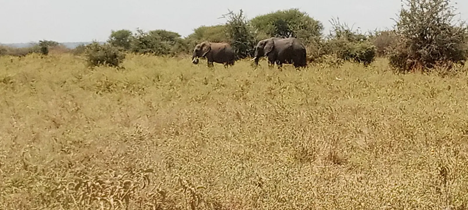 Elephants walking through the grass in Tarangire National Park